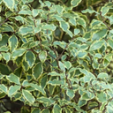 Pittosporum Malahide Plant
