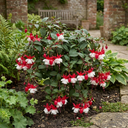 3 Trailing Fuchsia Sir Matt Busby Plants, Red & White, 10.5cm Pots, Summer Bedding