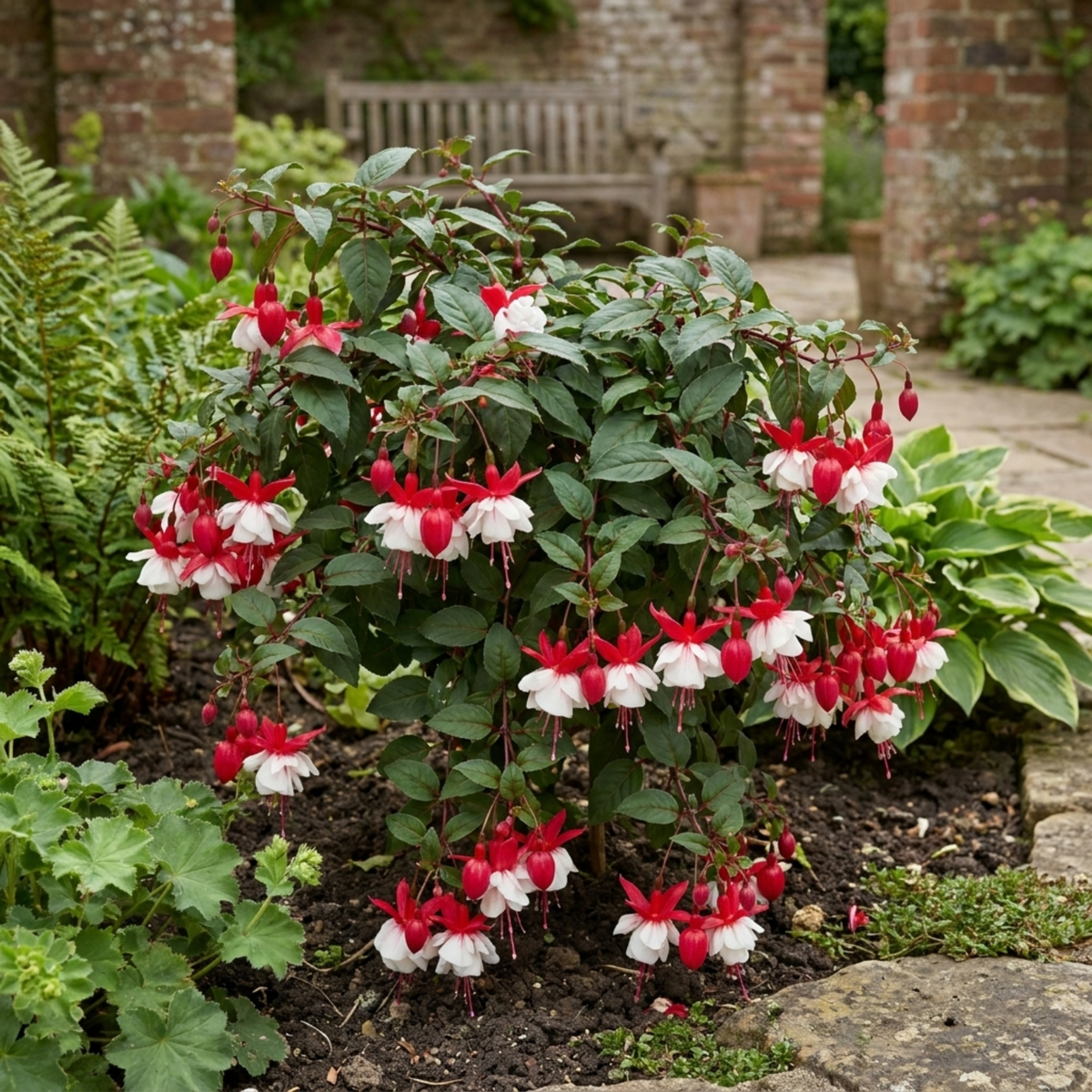 Fuchsia 'Sir Matt Busby' – Red & White Trailing Fuchsia (3 x 10.5cm Pots)
