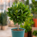 3L Bay Tree 60-70cm, Culinary Evergreen, Nursery Pots