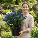 Ceanothus Concha Plant (5L Pot)