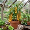 Honeycomb Tomato Plants (Set of 3 or 6)