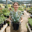 1 Large Plant - Eucalyptus France Blue, Outdoor Garden Ready, 7.5L Pot