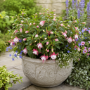 Fuchsia Bush Patio Princess Plant (5L Pot)