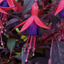 1 Large Plant - Upright Fuchsia Fuchsita Red & Blue, Outdoor Garden Ready, 2L