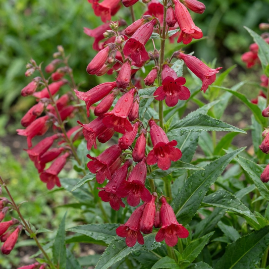 Upright spikes of tubular cherry-red penstemon flowers above narrow glossy green leaves