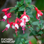 1 Large, Outdoor Garden Ready Plant - Fuchsia Snowcap, Peat Free 2L Pot