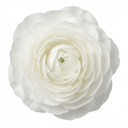 Ranunculus Vortex White Persian Buttercup Plants (Set of 3 or 6)