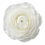 Set of 3 or 6 Ranunculus Vortex White Persian Buttercup Plants, Hardy Perennial, Spring Flowering, Outdoor Garden Ready, 1 Litre Root-Ball