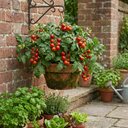 Tomato Lizzano Variety Plants (Set of 3 or 6)