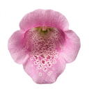 Digitalis Hanabee Pink Foxglove Plant (3L Pot)