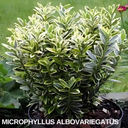 Euonymus Microphyllus Albovariegatus Plants (Set of 3 or 6)