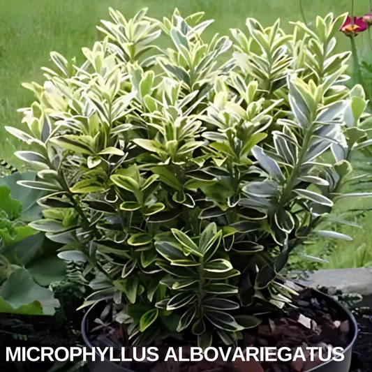 Bushy evergreen euonymus in a pot, its small leaves edged in creamy white