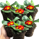 Primrose Red Plant