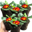 Primrose Red