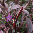 Thai Dragon Chilli Pepper Plants