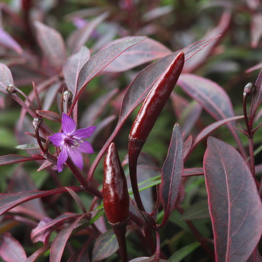 Two slender dark red pointed chillies with a purple flower among burgundy-tinted leaves