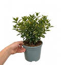 Euonymus Aureomarginatus Plant (2L Pot)