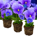 Pansy Delta Pro Clear Light Blue Plants (Set of 3 or 6)