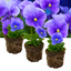 Set of 3 or 6 Large Plants - Pansy Delta Pro Clear Light Blue, Ready to Plant in Your Garden