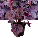 Heuchera Grape Timeless Plant (2L Pot)
