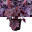 Heuchera Grape Timless