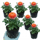 Ranunculus Vortex Orange Pink Persian Buttercup Plants (Set of 3 or 6)