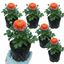 Set of 3 or 6 Ranunculus Vortex Orange Pink Persian Buttercup Plants, Hardy Perennial, Spring Flowering, Outdoor Garden Ready, 1 Litre Root-Ball