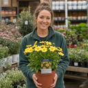 Coreopsis Solar Moon Perennial Plants