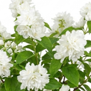 Philadelphus Snowbelle Mock Orange Plants