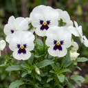 Pansy Cats Plus White Plants (Set of 3 or 6)