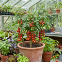 Premium Grafted Trilly Tomato Plants (Set of 3 or 6)