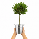 2L Bay Tree, Laurus Nobilis, Evergreen Culinary Herb, Pots
