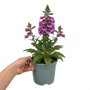 Digitalis Dalmatian Purple Plant (2L Pot)