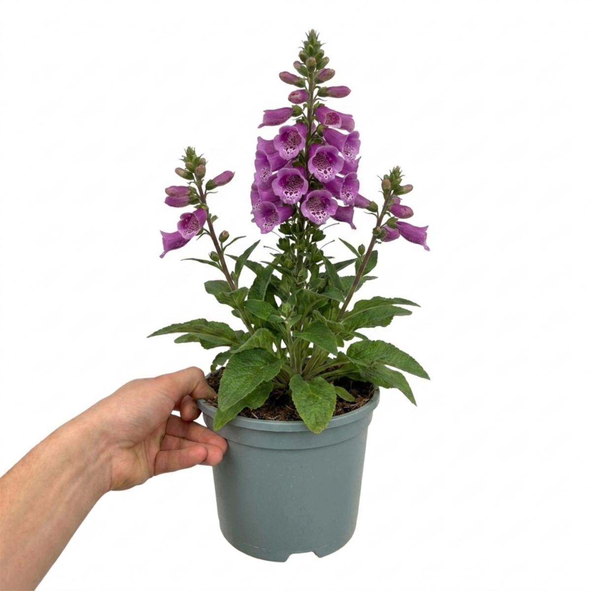 Digitalis 'Dalmatian Purple' (Foxglove) – Hardy Perennial (2L Pot)