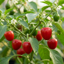 Sweet Pepper Snack Red Plants (Set of 3 or 6)