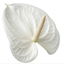 1 Anthurium White Flowering Houseplant, Live Tropical Indoor Plant, Easy Care, 17cm Root-Ball