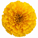 Marigold African Taishan Yellow Plant (2L Pot)