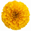 1 Large Plant - Marigold African Taishan Yellow, Outdoor Garden Ready, 2L Pot
