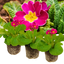 Set of 3 or 6 Large Plants - Polyanthus Stella Cherryade, Ready to Plant in Your Garden, 1L