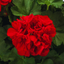 Set of 3 or 6 Large Plants-Geranium Calliope Dark Red, Ready To Plant In Your Garden