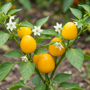 Sweet Pepper Snack Yellow Plants (Set of 3 or 6)