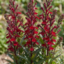 Lobelia Starship Burgundy Upright Plants (Set of 3 or 6)
