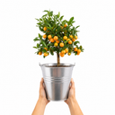 Calamondin Orange Tree 5Ltr, Indoor Citrus Tree, Pots