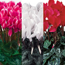 Cyclamen Flame Growers Selection Plant