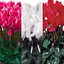 Large Cyclamen Flame Growers Selection