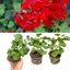Set of 3 or 6 Large Plants - Geranium Tornado Red, Ready to Plant in Your Garden