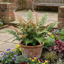 Japanese Shield Fern Dryopteris Erythrosora Prolifica Plants (Set of 3 or 6)