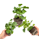 Geranium Sunflair Ruben Plants (Set of 3 or 6)