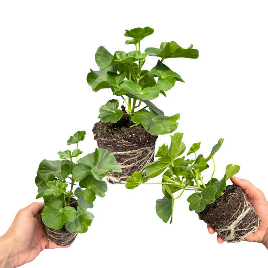 Geranium Sunflair Ruben (Pelargonium) – Trailing Summer Bedding (Set of 3 or 6)